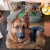 German Shepherd #2